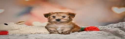 Morkie dogs for sale: Morkie 1Titus - Ad 7