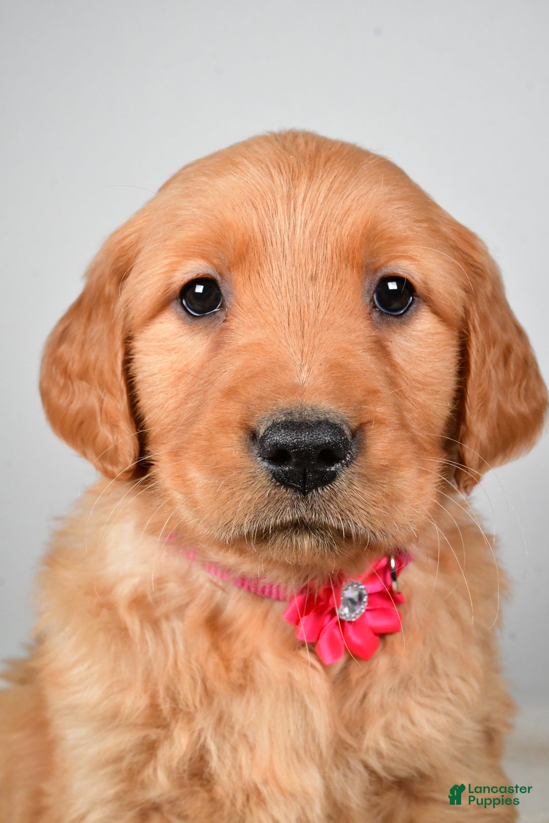 Golden Retriever dogs for sale: Karma - Ad 8