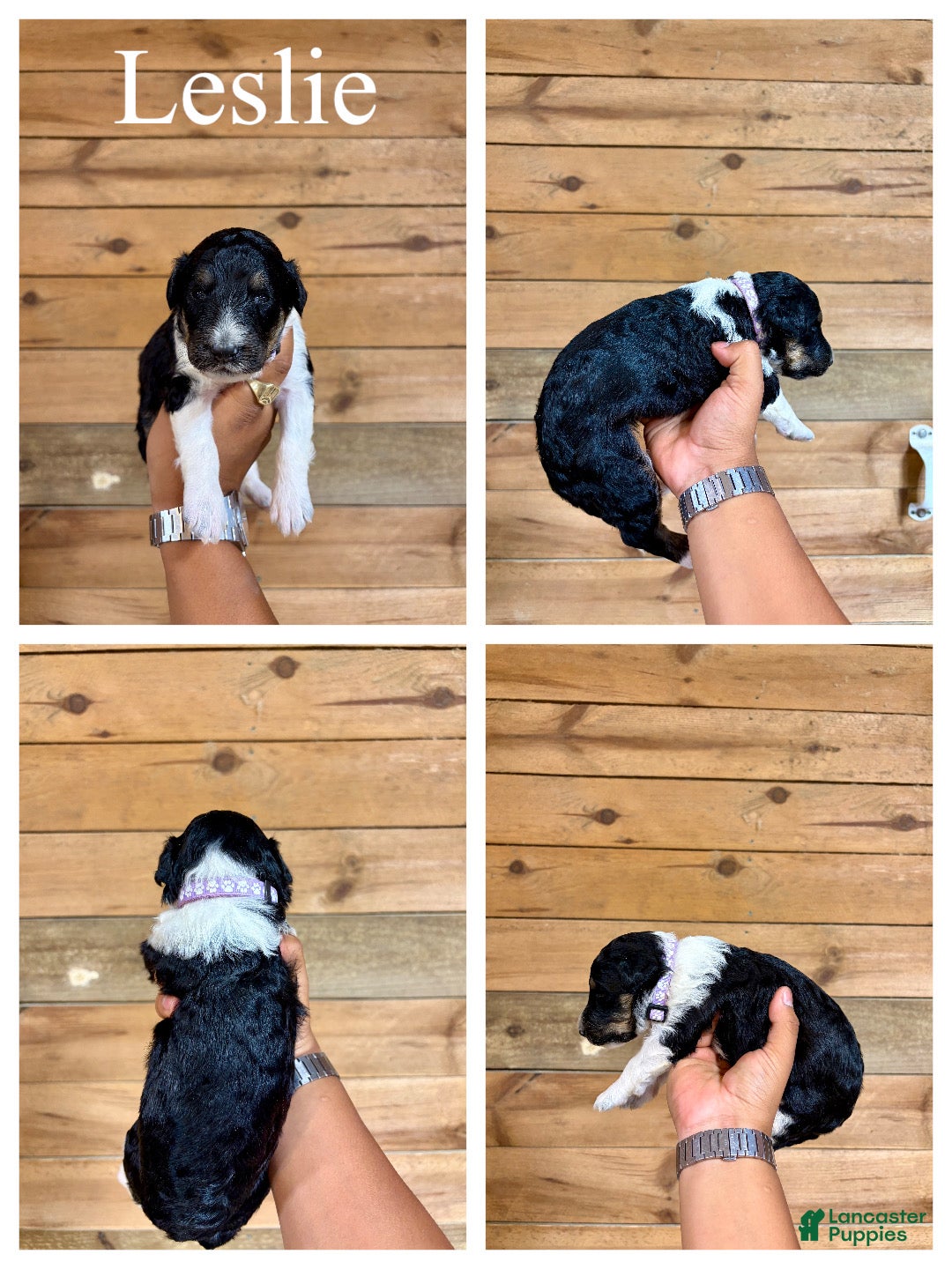 Mixed Breed dogs Leslie - Ad 2
