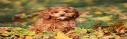 Cavapoo dogs for sale: Bently - Ad 3