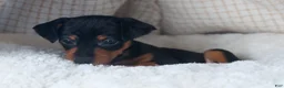 Miniature Pinscher dogs for sale: ANNIE - Ad 8