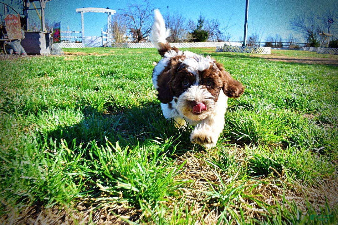 Havapoo dogs for sale: Rocky - Ad 12