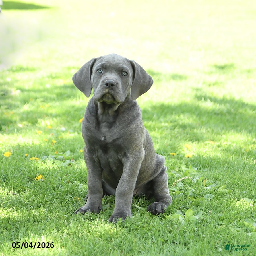 Cane Corso dogs Sparkle - Ad 1