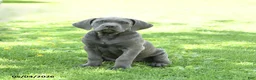 Cane Corso dogs for sale: Sparkle - Ad 1