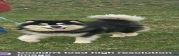 Alaskan Malamute dogs for sale: Meet Hex, she is a red white akc Alaskan malamute female. Lovable and fun to play with.  - Ad 12