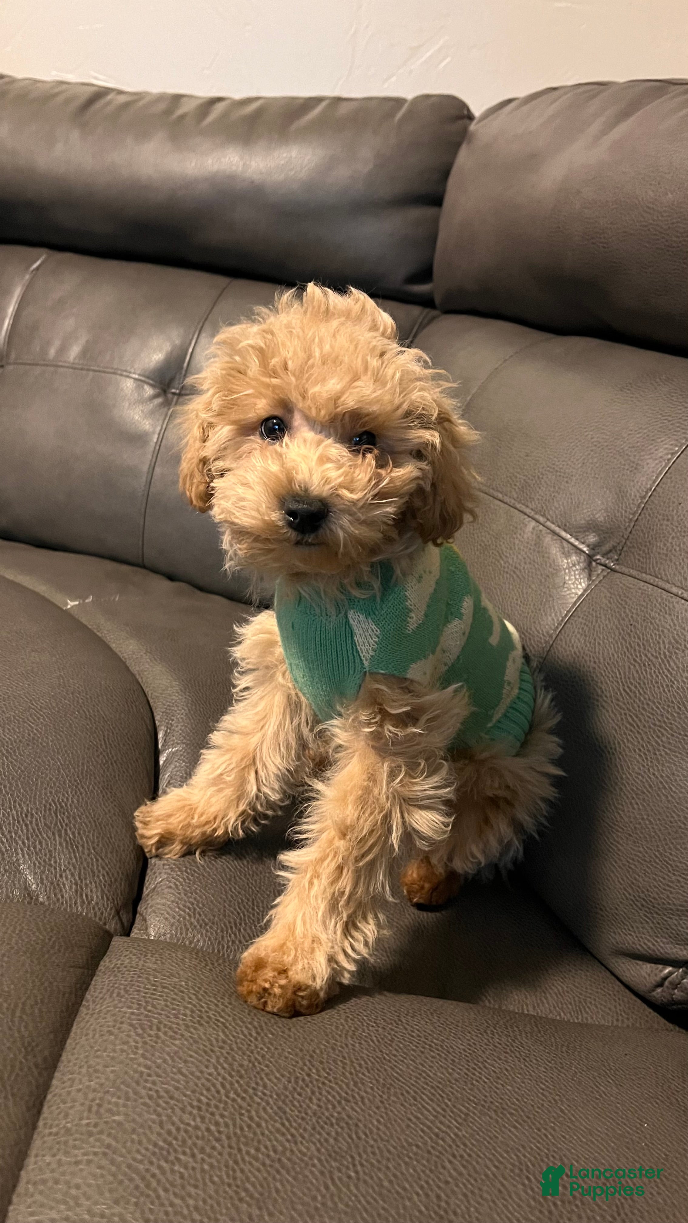 Bichpoo dogs Harlow - Ad 2