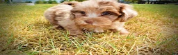 Havapoo dogs for sale: Kiwi - Ad 13