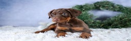 Doberman Pinscher dogs for sale: TRIXIE - Ad 14