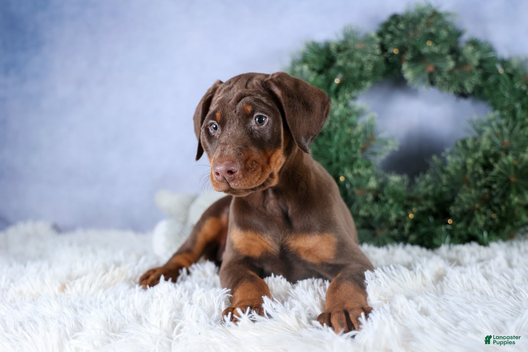 Doberman Pinscher dogs for sale: TRIXIE - Ad 14