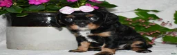 Cavalier King Charles Spaniel dogs for sale: Cavalier King Charles Spaniel 5 - Ad 3