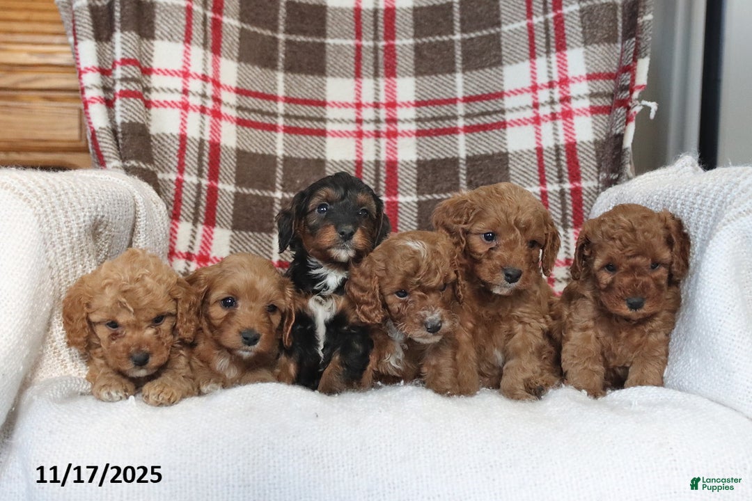Cavapoo dogs for sale: Kelson - Ad 2