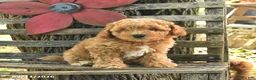Havapoo dogs for sale: Toby - Ad 4