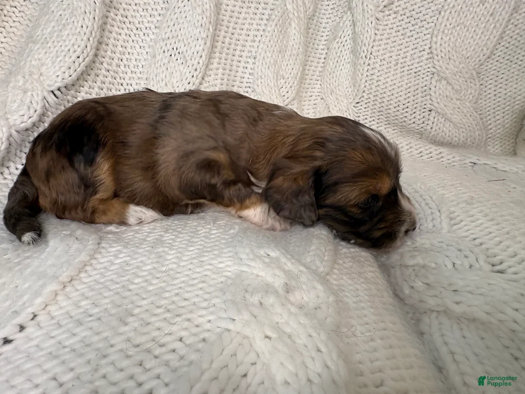 Mini Aussiedoodle dogs for sale: Mini Aussiedoodle Puppy 1 - Ad 5