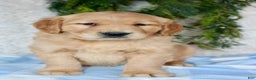 Golden Retriever dogs for sale: Bruno - Ad 5