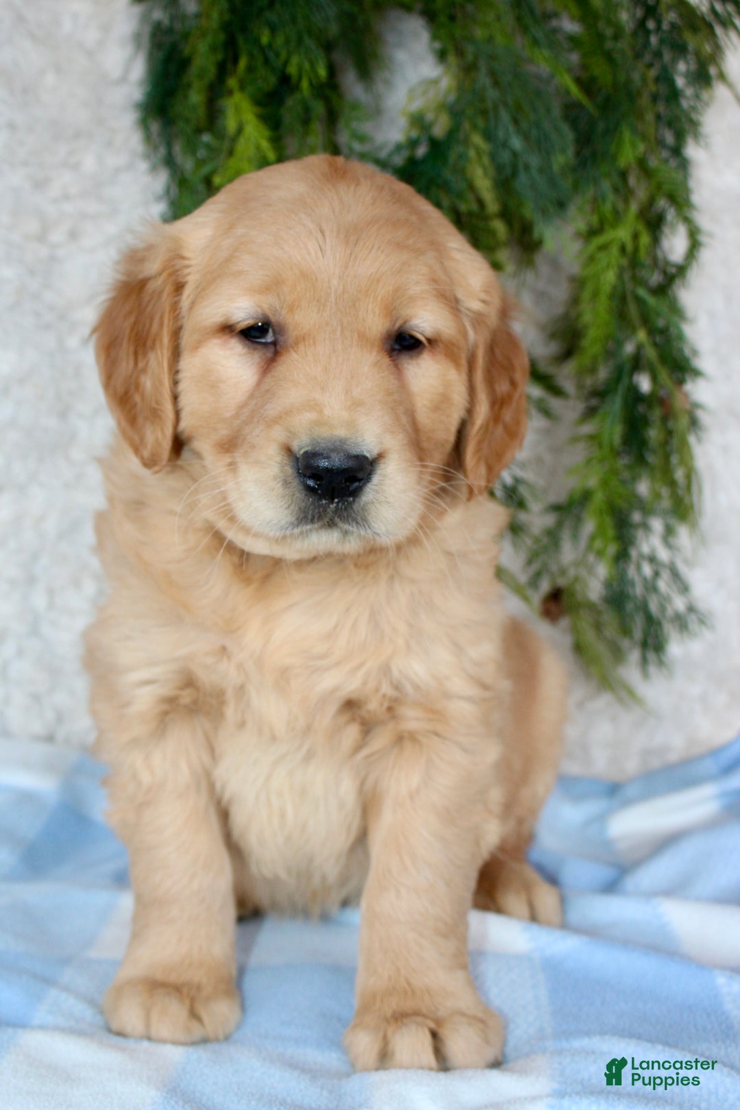Golden Retriever dogs for sale: Bruno - Ad 5