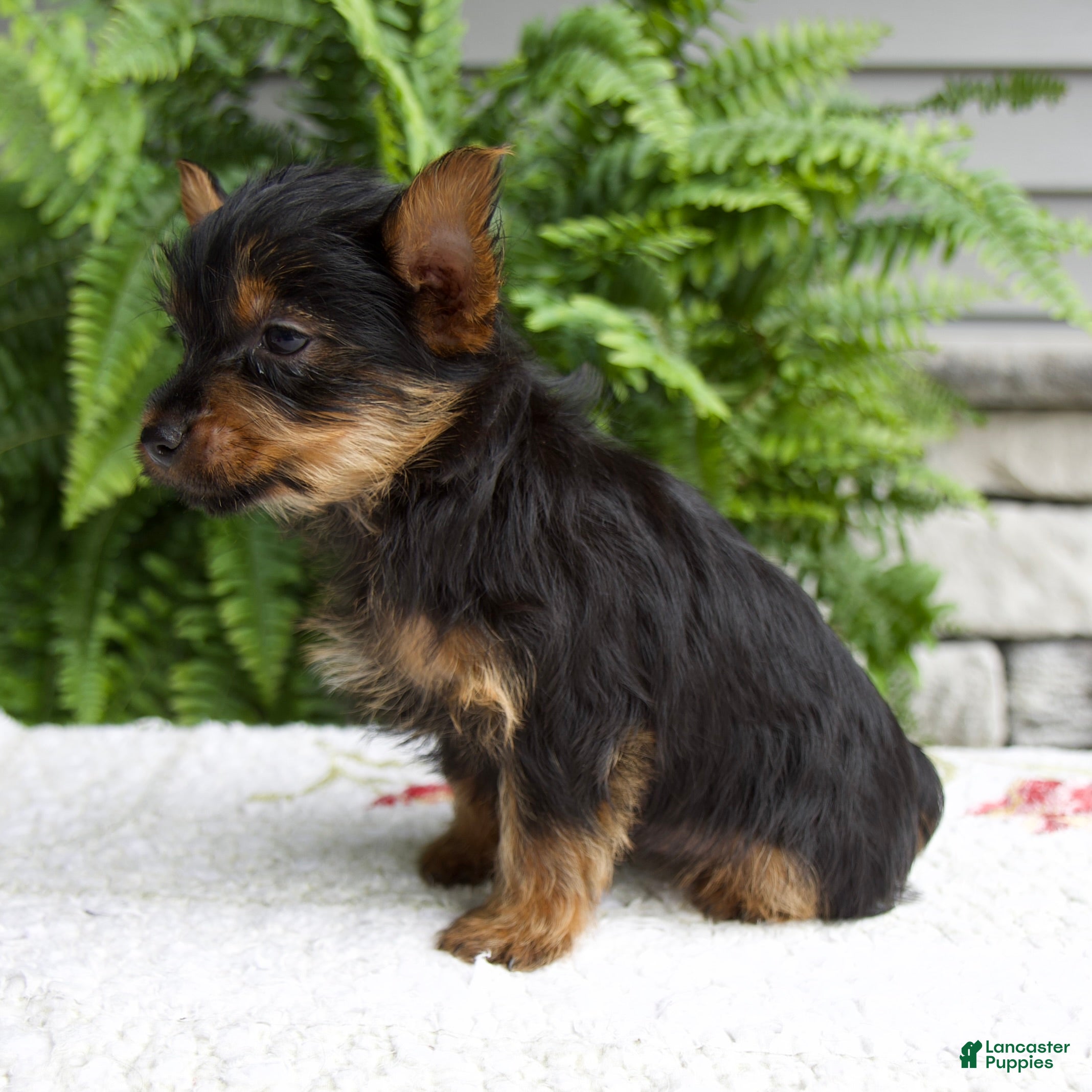 Yorkshire Terrier dogs Tucker - Ad 2