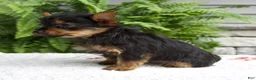 Yorkshire Terrier dogs for sale: Tucker - Ad 2