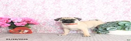 Pug dogs for sale: Lulu - Ad 2