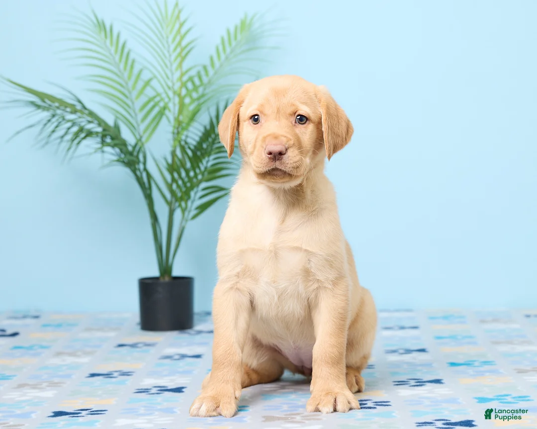 Labrador Retriever dogs for sale: Sunshine - Ad 1