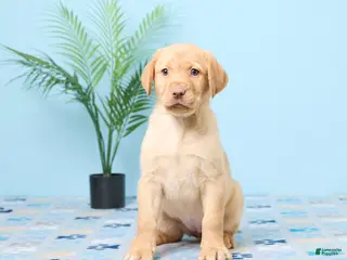 Labrador Retriever dogs for sale: Sunshine - Ad 1