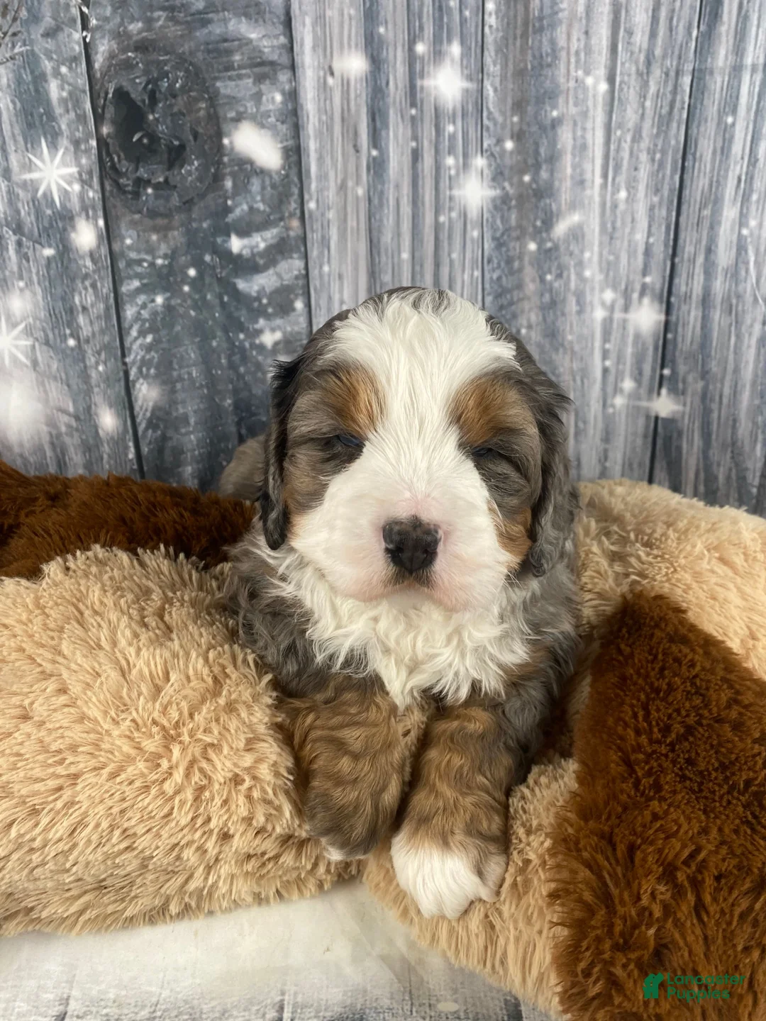 Mixed Breed dogs for sale: Reggie - Ad 7