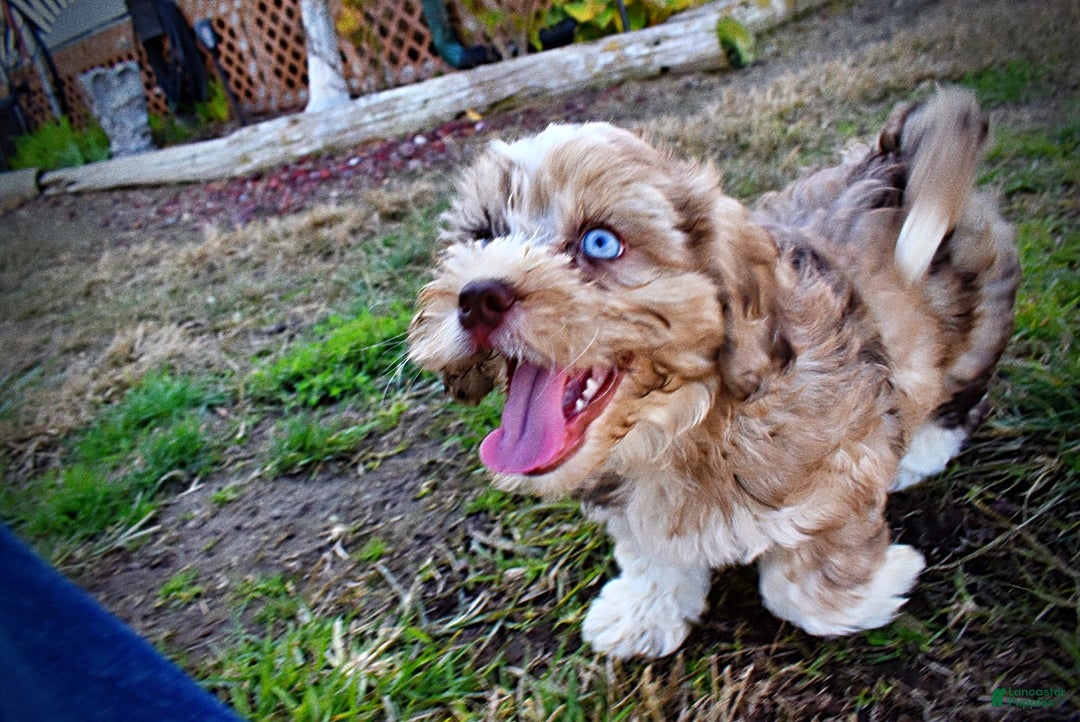 Havapoo dogs for sale: Jasper - Ad 19