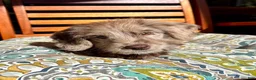 Labradoodle dogs for sale: Lilly - Ad 4