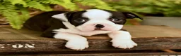 Boston Terrier dogs for sale: Dalton - Ad 4
