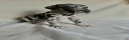 Great Dane dogs for sale: Joy- light purple  - Ad 3