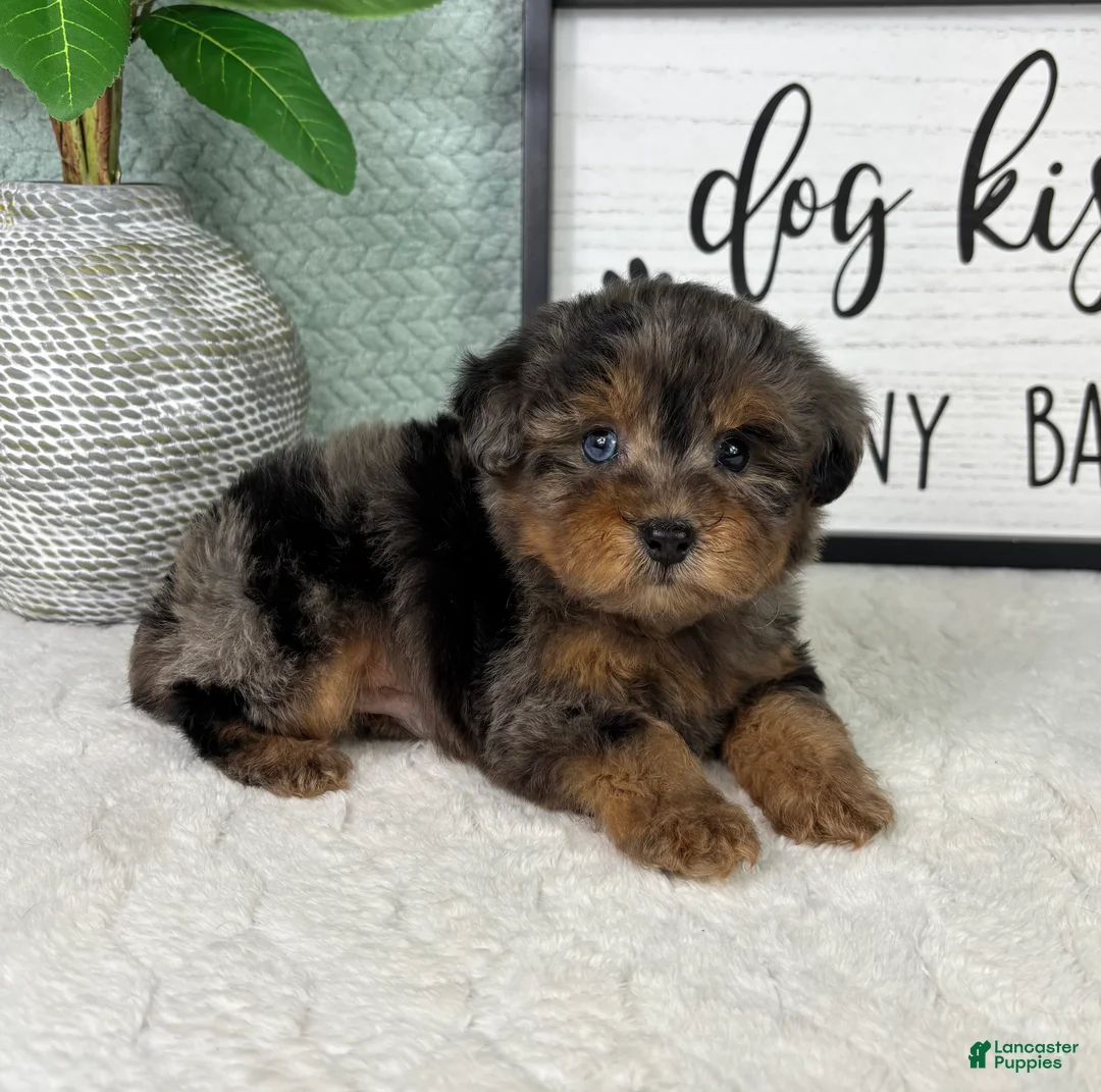 Yorkiepoo dogs for sale: Paxton  - Ad 2