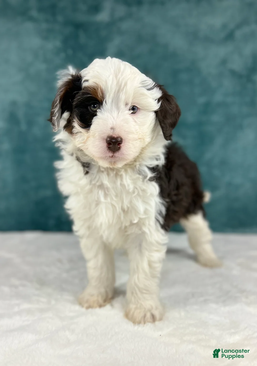Aussiedoodle dogs for sale: Finn - Ad 3