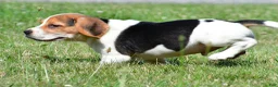 Beagle dogs for sale: Ronnie - Ad 5