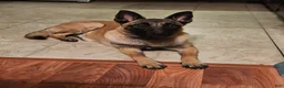 Belgian Malinois dogs for sale: Belgian Malinois Puppy 7 - Ad 5