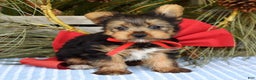 Yorkshire Terrier dogs for sale: Mason - Ad 11