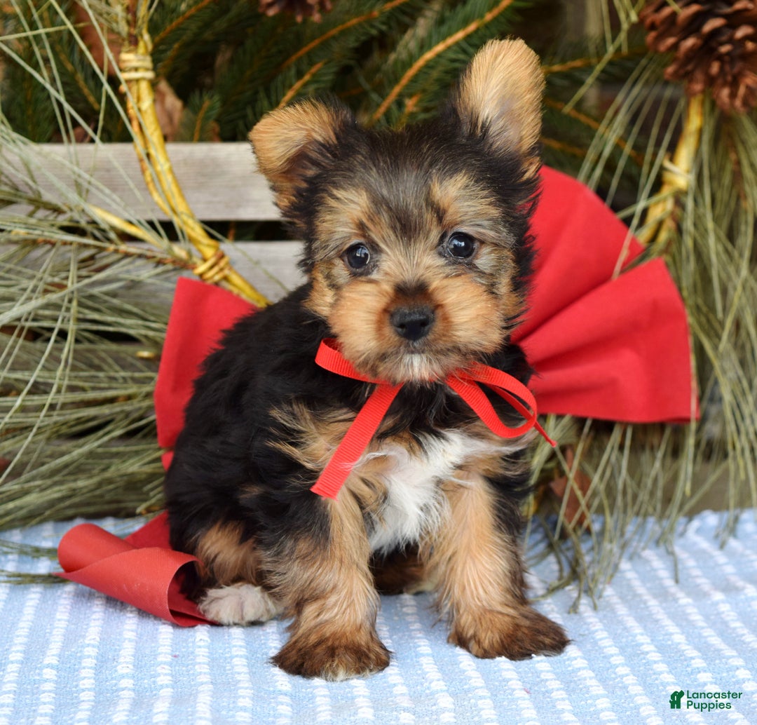Yorkshire Terrier dogs for sale: Mason - Ad 11