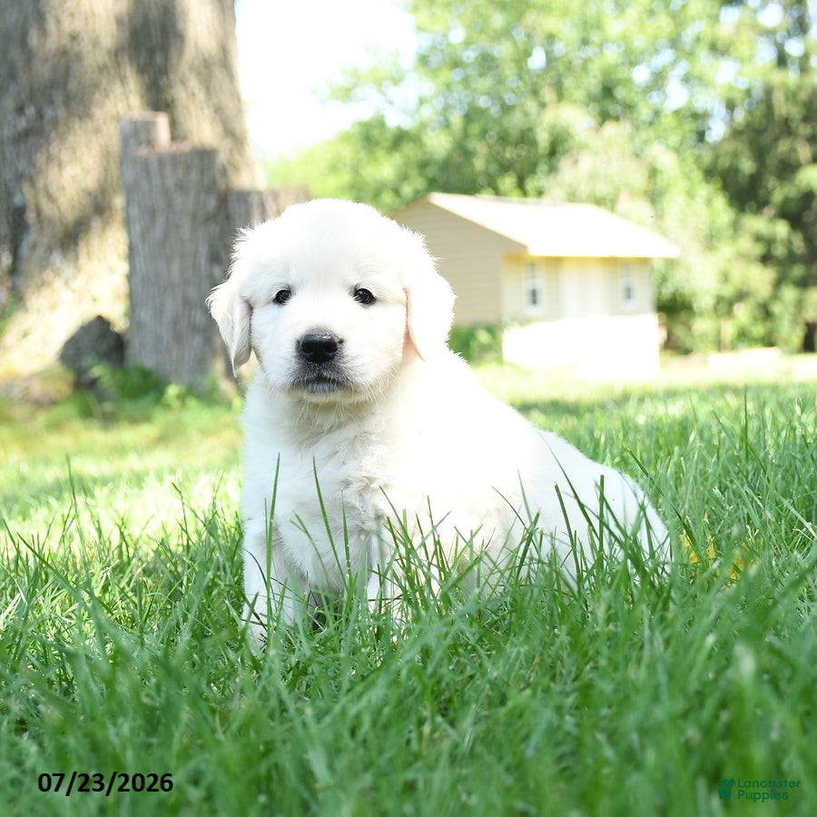 Golden Retriever dogs Fergison - Ad 2