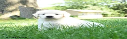 Golden Retriever dogs for sale: Fergison - Ad 2