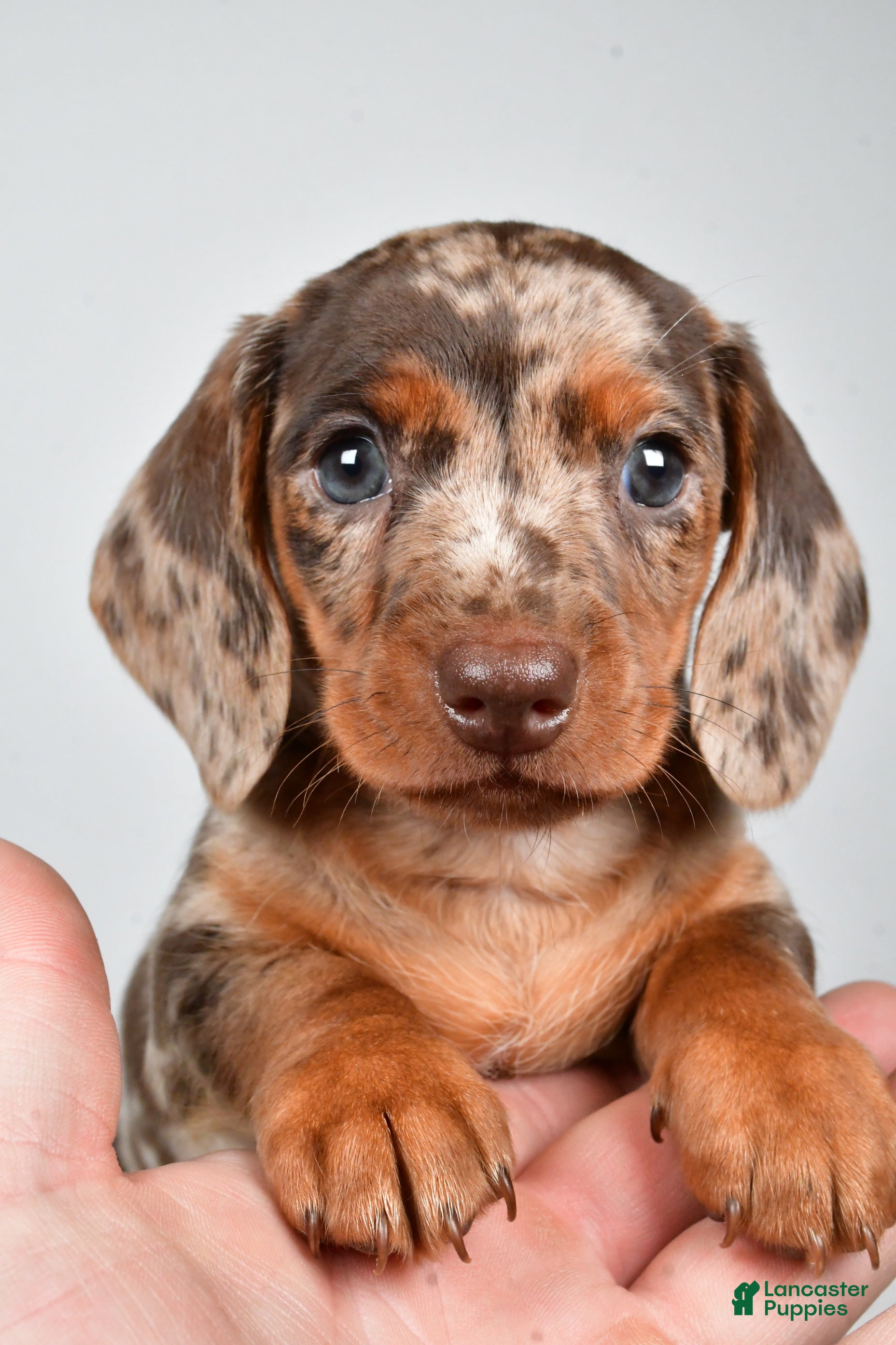 Dachshund dogs Dakota  - Ad 1