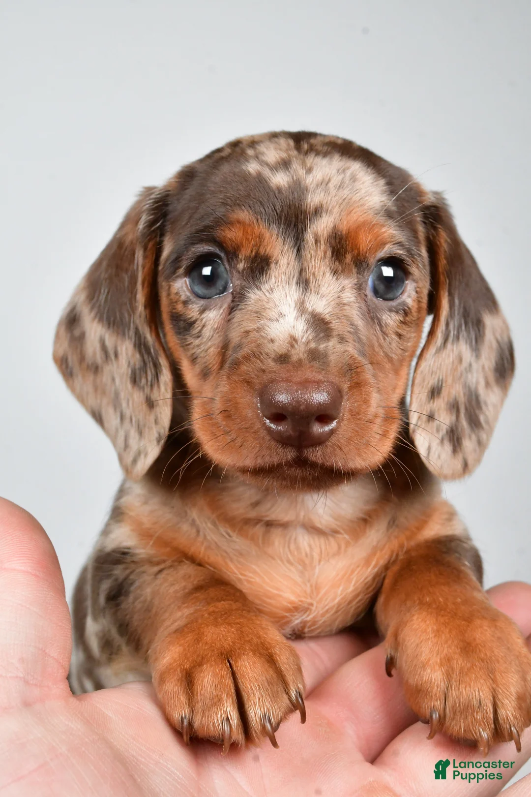 Dachshund dogs for sale: Dakota  - Ad 1
