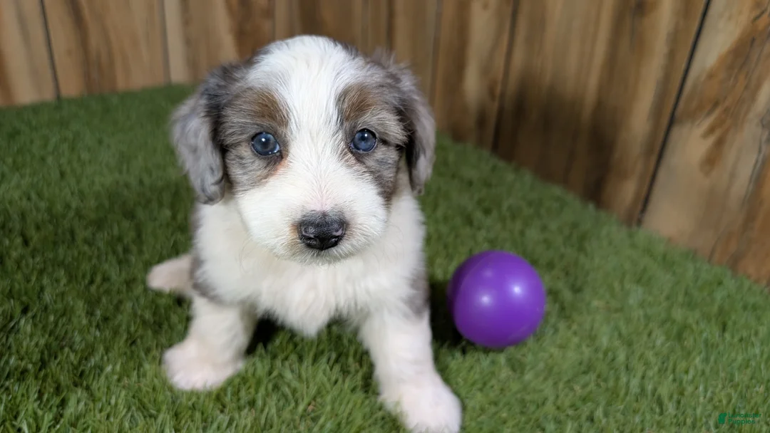 Mini Aussiedoodle dogs for sale: Sunset Girl 2 - Ad 1