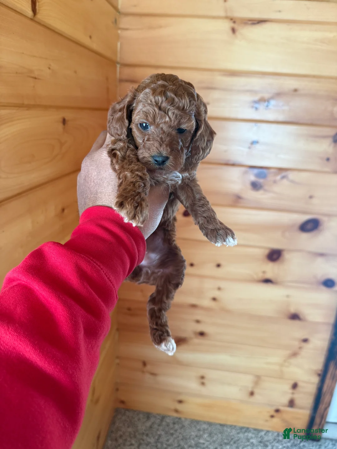 Miniature Poodle dogs for sale: Miniature Poodle Puppy 1 - Ad 1