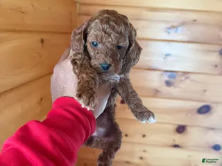Miniature Poodle dogs Miniature Poodle Puppy 1 - Ad 24
