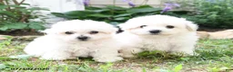 Bichon Frise dogs for sale: Jasmine - Ad 3