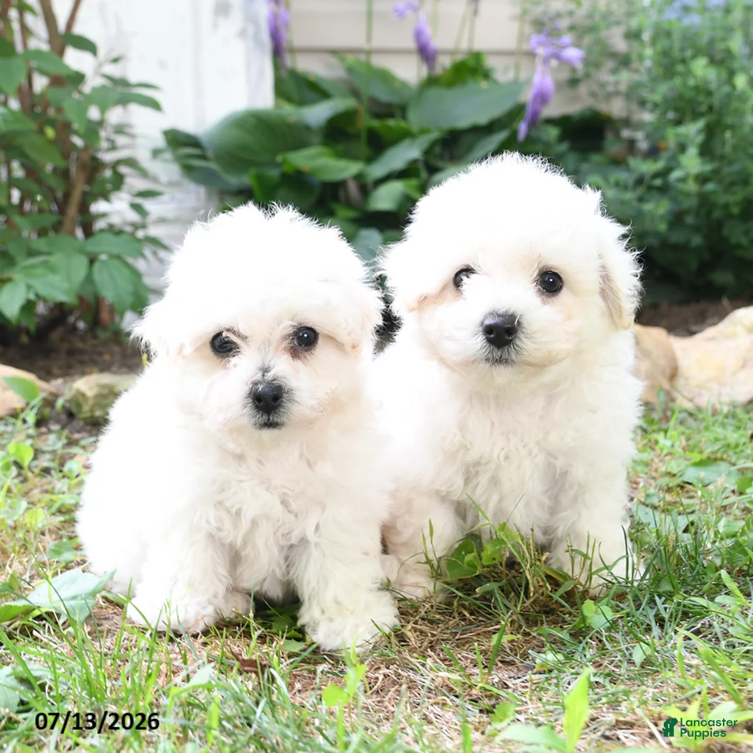 Bichon Frise dogs for sale: Jasmine - Ad 3