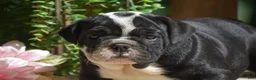 English Bulldog dogs for sale: Panda - Ad 5