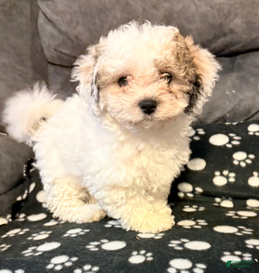 Teddy Bear dogs for sale: Teddy Bear puppy - Ad 1