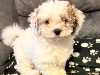 Teddy Bear dogs Teddy Bear puppy - Ad 41