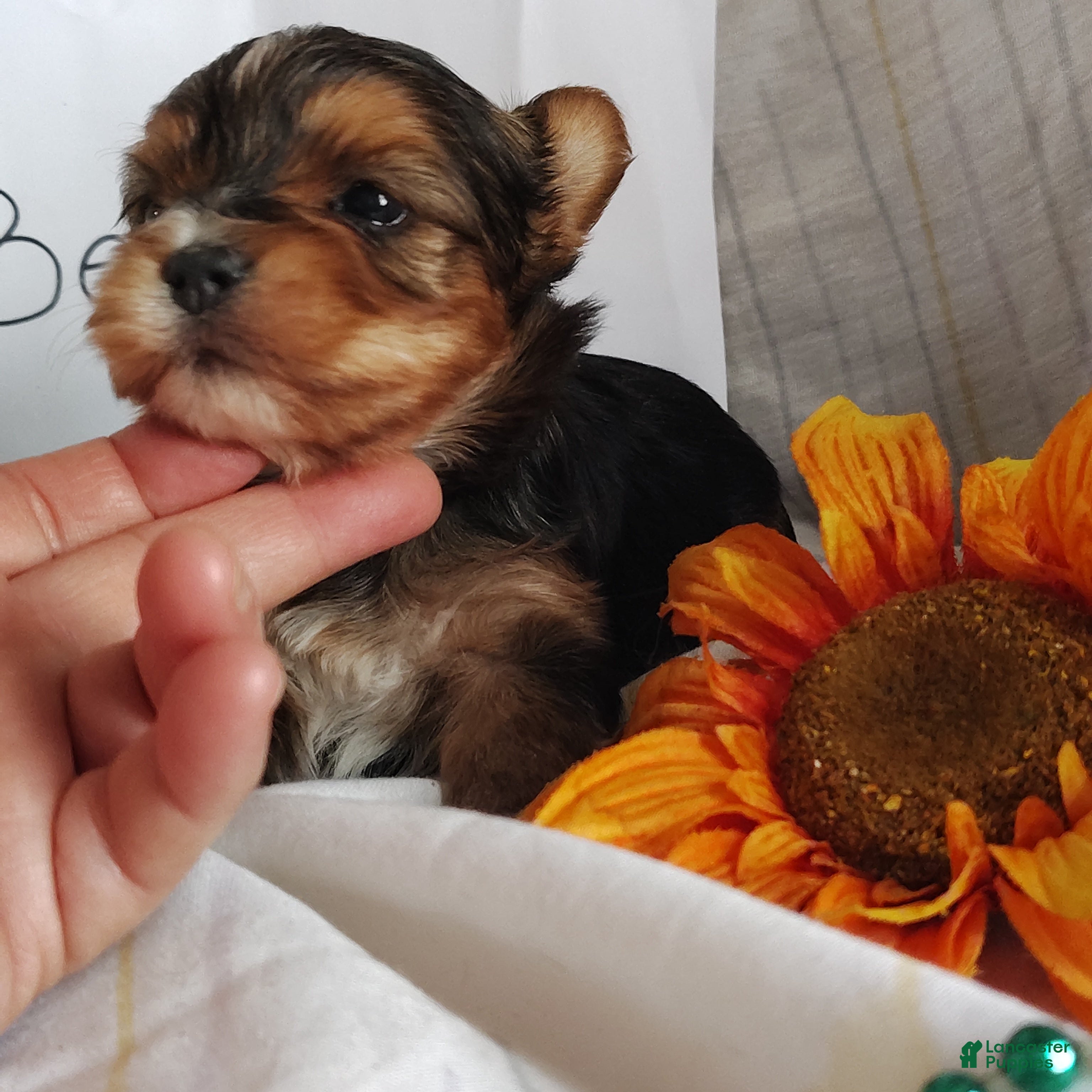 Yorkshire Terrier dogs Benson - Ad 2