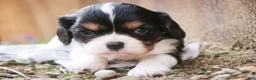 Cavalier King Charles Spaniel dogs for sale: Davy - Ad 5