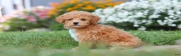Maltipoo dogs for sale: Blake - Ad 4